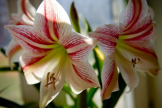 Homeplant amaryllis in the spring