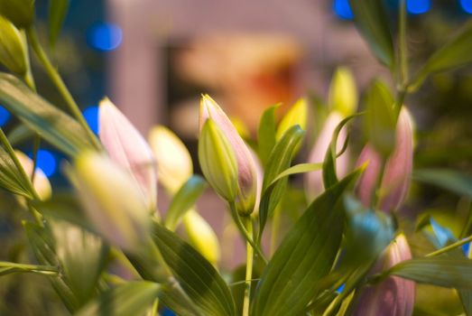 Bouquet of lilies' buds with leaves