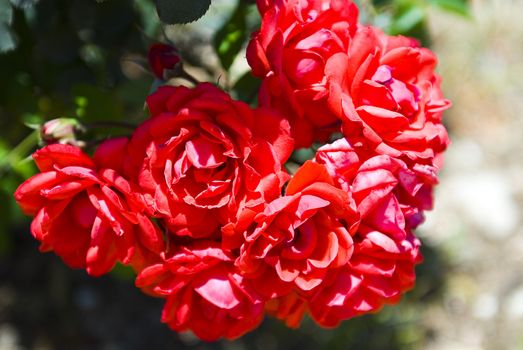 Red roses in the park during summer