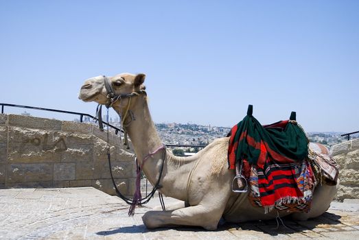 camel is relaxing on the top of mountain of Olives