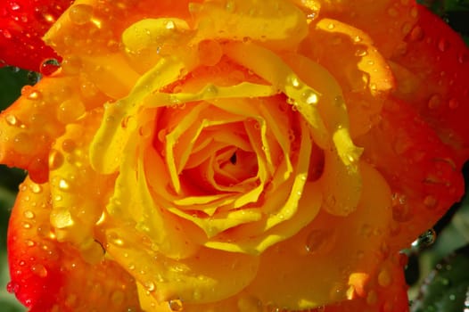 A monring rose with dewy drop lets