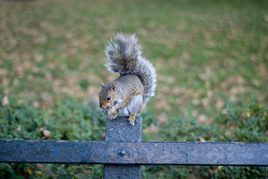 Munching squirrel in New York city