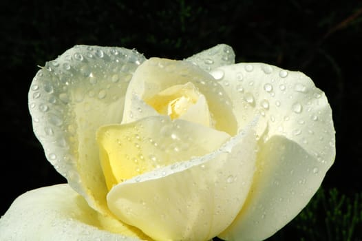 A white rose with dewy droplets in the morning