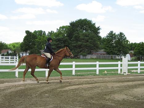 A photograph of a horse and rider.