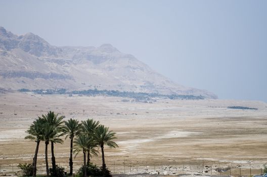 Palms in desert near Dead sea