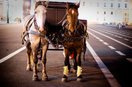 vintage horse on Dvorcovaya square