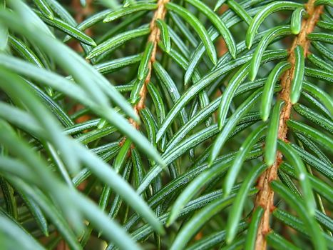 A photograph of a pine branch detailing its texture and color.