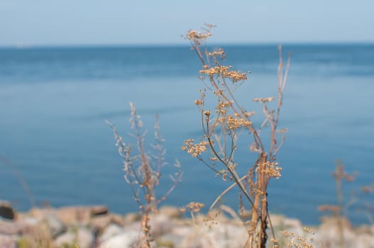 grass-blade with the view of Finsky bay