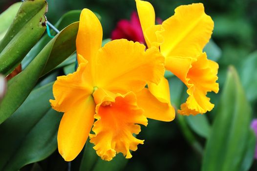 Close up of pair of yellow orchid flowers