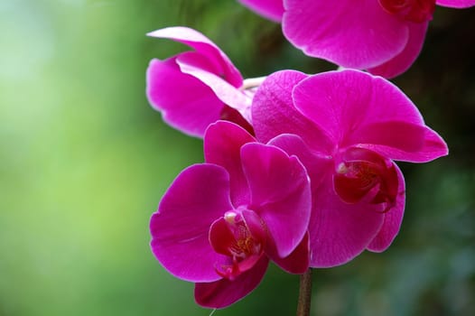 A close up shot of pink orchid