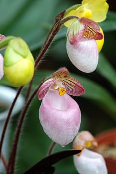 The orchis of spring, pink lady slipper