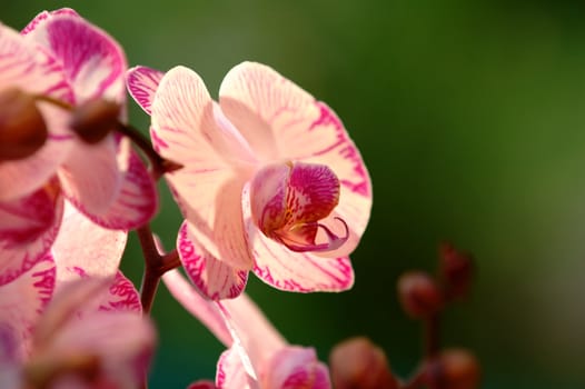 A close up shot of white orchid