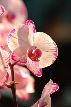 A close up shot of white orchid