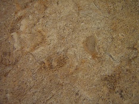 A photograph of a stone detailing its texture.