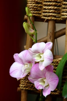 A close up shot of white orchid