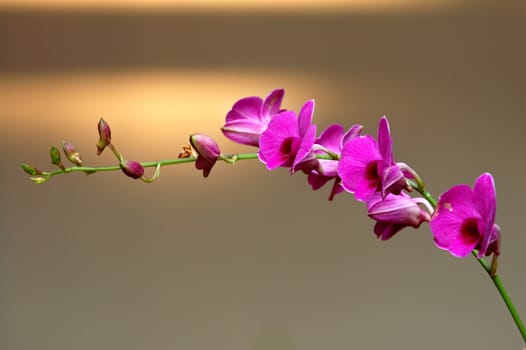 A close up shot of pink orchid