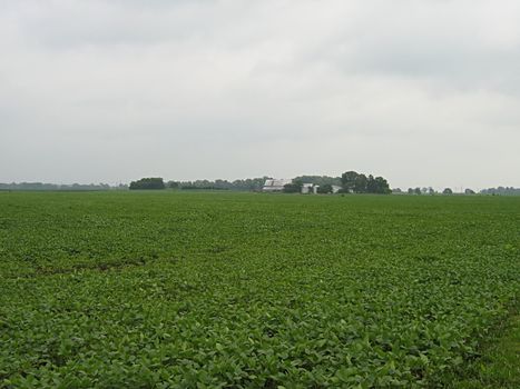 A photograph of a field of crops.