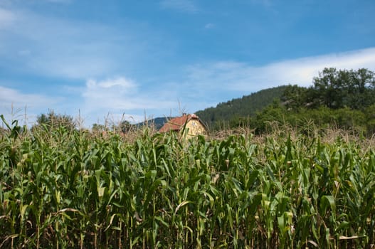 field of maize in Serbia on bright summer day