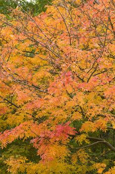 Trees with red and yellow leaves in autumn