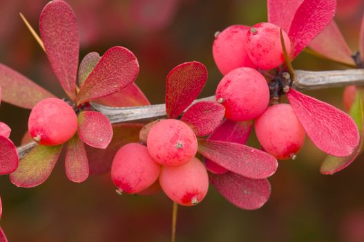 Red berries under the rain