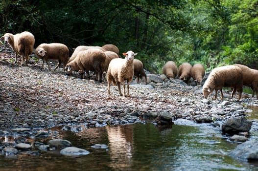 Number of sheep at watering near the river