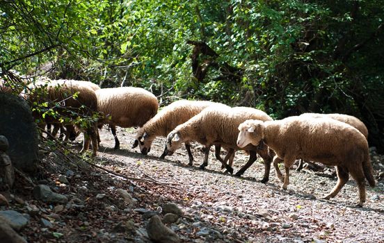 Number of sheep walking away from watering