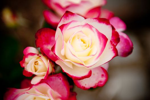 bouquet of pink with white roses in the park