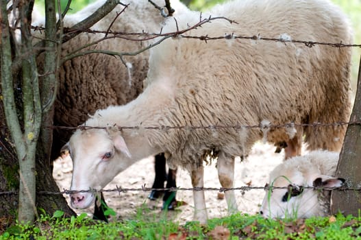 Having a reat white sheep near the barbed wire