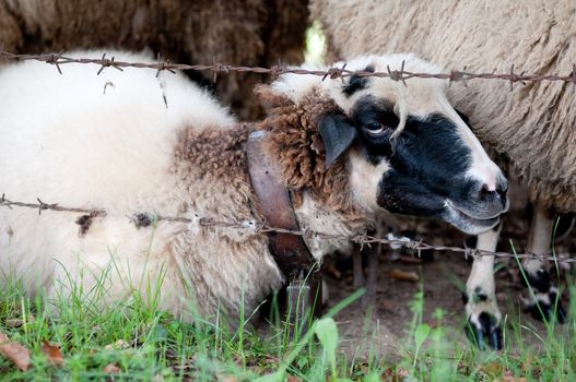 Having a reat white sheep with black face near the barbed wire