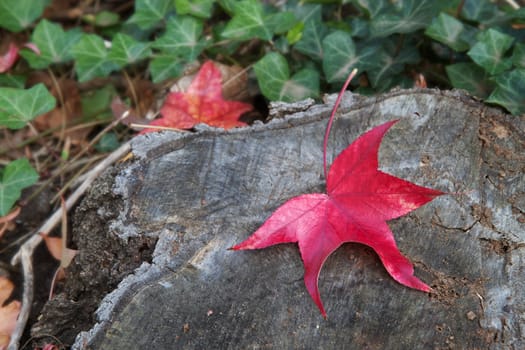 Fall colors of red leaf against a tree trunk with soft focus ivy background
