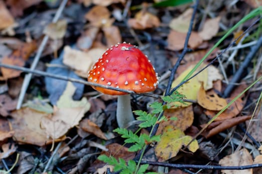 Toadstool in the forest surrounded by dry leaves