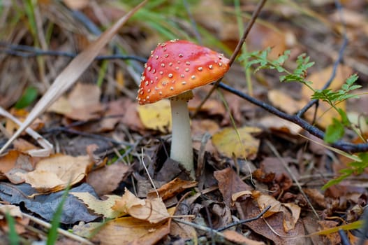 Toadstool in the forest surrounded by dry leaves