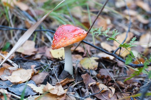 Toadstool in the forest surrounded by dry leaves