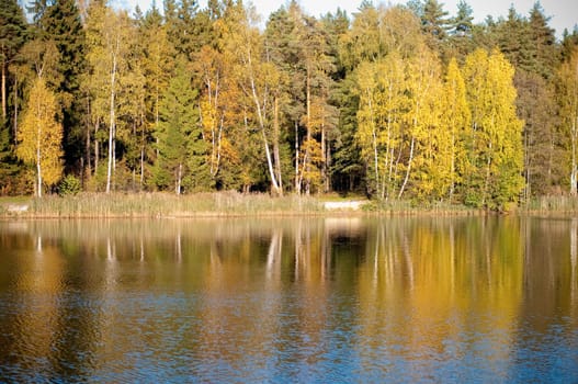 Autumn landscape in the forest lake