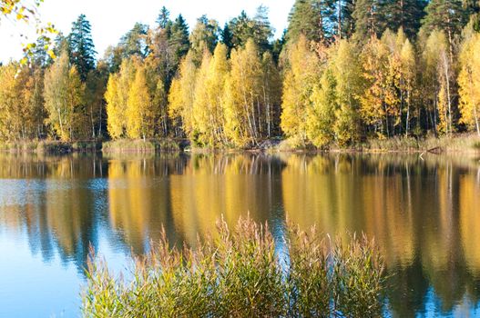 Autumn landscape in the forest lake