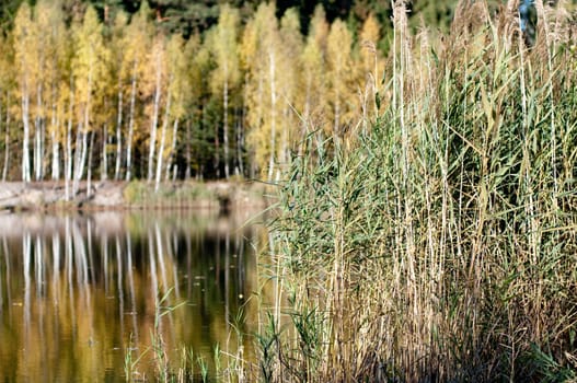 Cane and trees with golden leaves during autumn