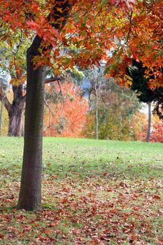 nice and cold autumn landscape