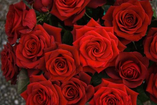 Beautiful dark red roses in close view