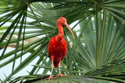 beautiful flamingo portrait, nature photography