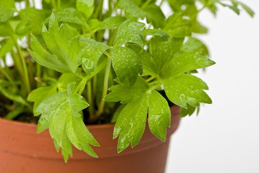 a lovage plant in a pot