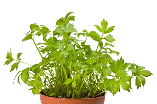 a lovage plant in a pot