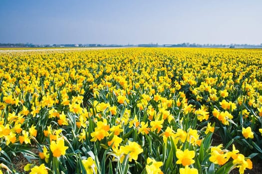 Field with yellow daffodils on april morning in the sun