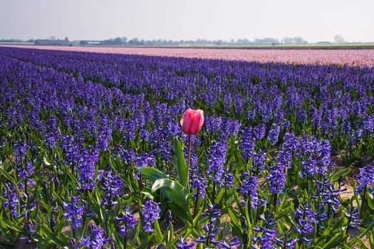 Lonesome pink tulip in field of purple hyacinths