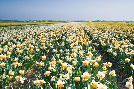 Field with white and orange daffodils in april sun