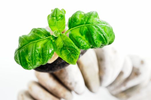 Green leaves are adapted on top of the pebbles