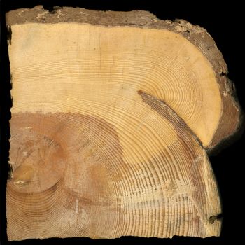 cross section of pine tree with rings growing around scar from forest wild fire, foresty laboratory reaserch sample, isolated on black