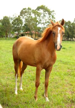 Chestnut horse standing in a rural pasture