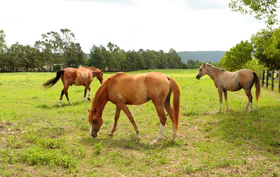 Horses grazing on grass in a rural field.