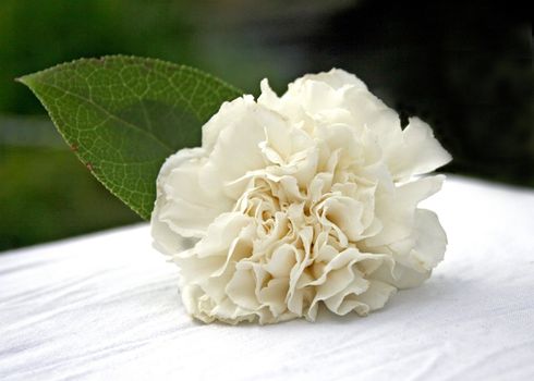 A flower for a corsage sitting on a table