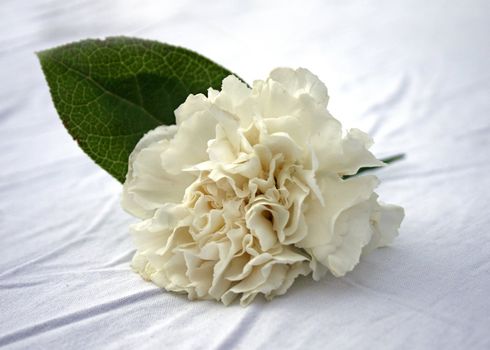 A flower for a corsage sitting on a table